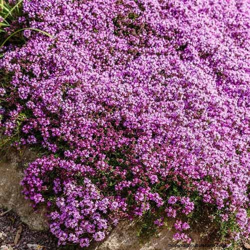 Long-Lasting Perennials: 17 Best Choices for Year-Round Beauty