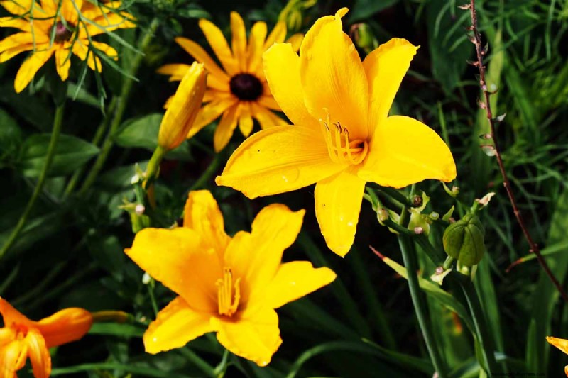 Long-Lasting Perennials: 17 Best Choices for Year-Round Beauty