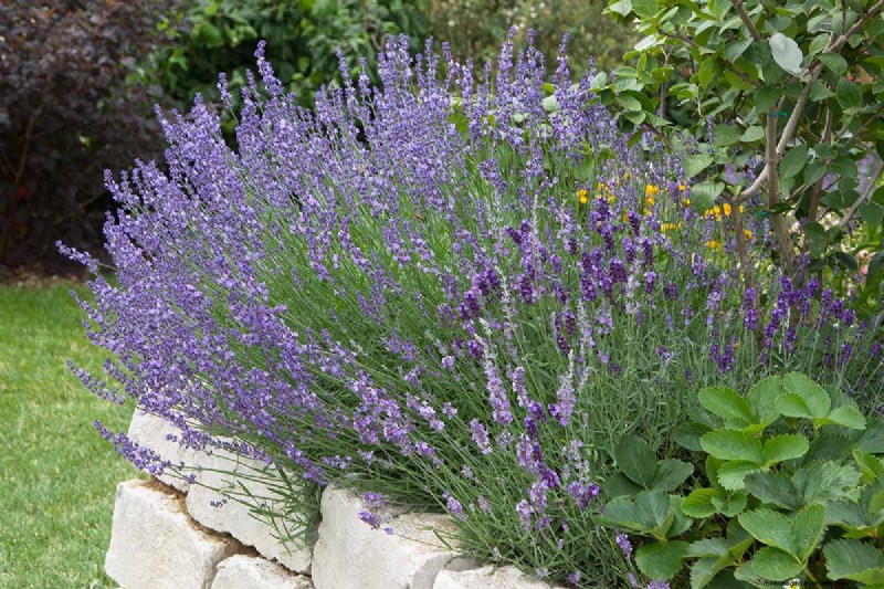 Long-Lasting Perennials: 17 Best Choices for Year-Round Beauty