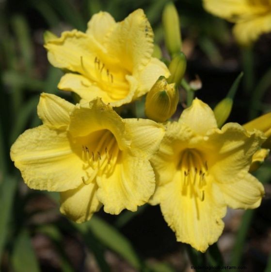 Long-Lasting Perennials: 17 Best Choices for Year-Round Beauty