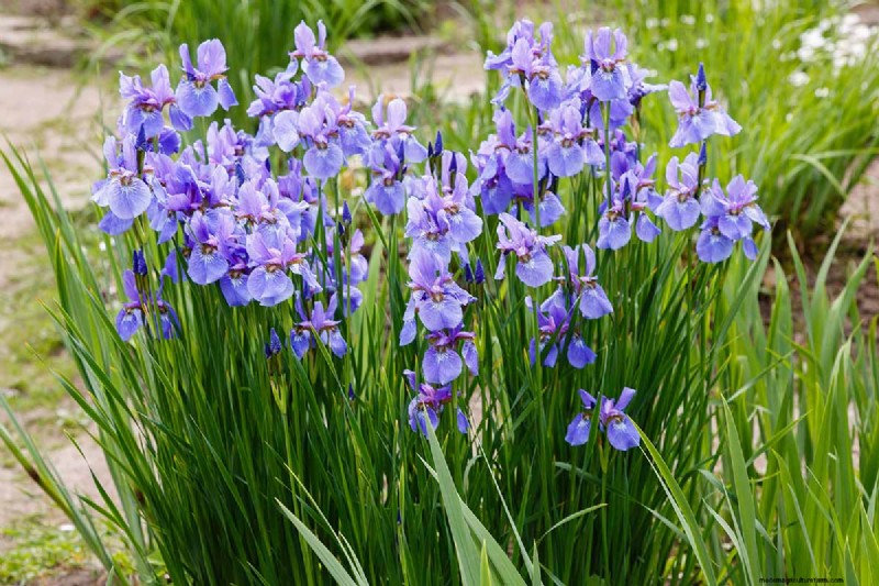 Long-Lasting Perennials: 17 Best Choices for Year-Round Beauty