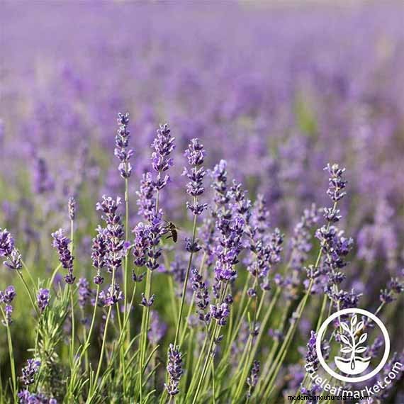 Long-Lasting Perennials: 17 Best Choices for Year-Round Beauty