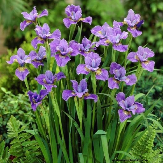 Long-Lasting Perennials: 17 Best Choices for Year-Round Beauty