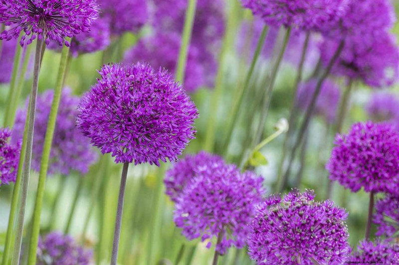 Long-Lasting Perennials: 17 Best Choices for Year-Round Beauty