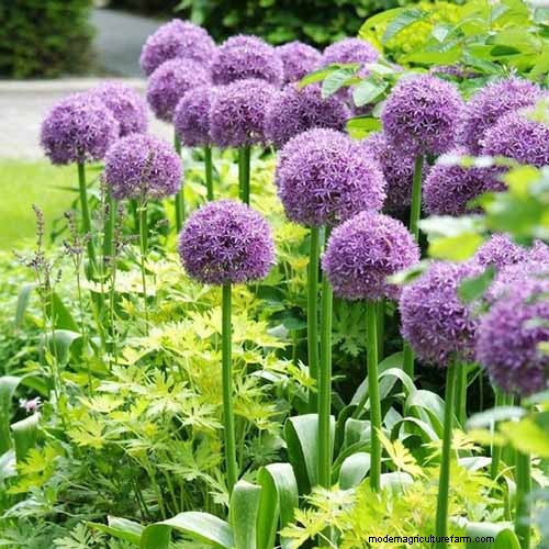 Long-Lasting Perennials: 17 Best Choices for Year-Round Beauty
