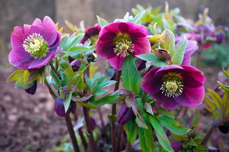 Long-Lasting Perennials: 17 Best Choices for Year-Round Beauty
