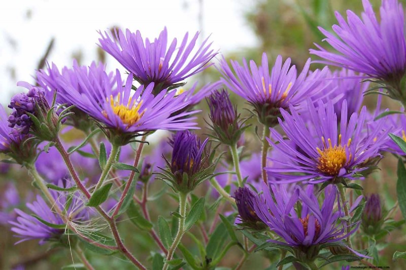 Long-Lasting Perennials: 17 Best Choices for Year-Round Beauty