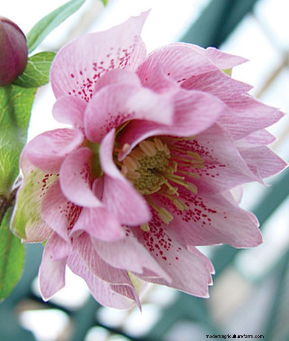 Long-Lasting Perennials: 17 Best Choices for Year-Round Beauty
