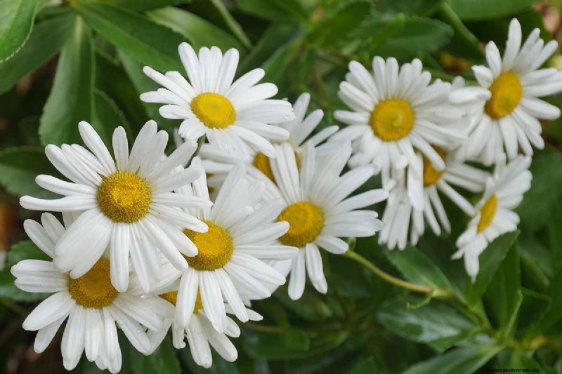Long-Lasting Perennials: 17 Best Choices for Year-Round Beauty