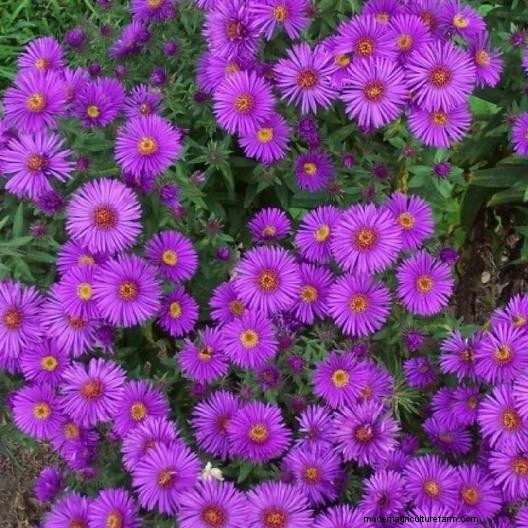Long-Lasting Perennials: 17 Best Choices for Year-Round Beauty