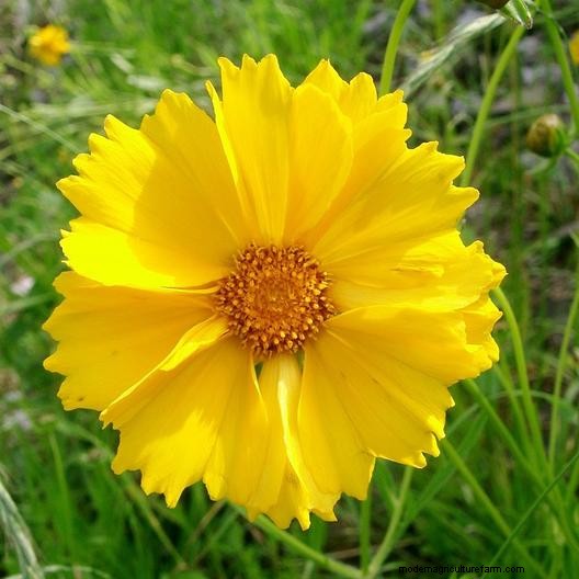 Long-Lasting Perennials: 17 Best Choices for Year-Round Beauty