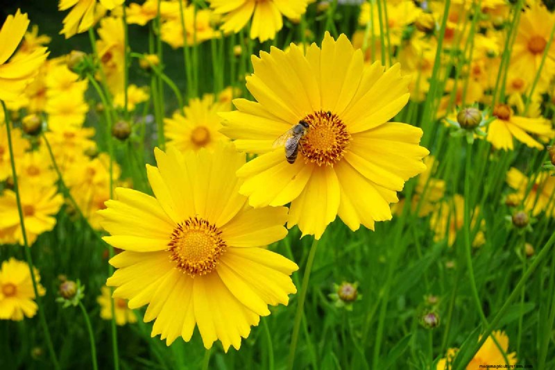 Long-Lasting Perennials: 17 Best Choices for Year-Round Beauty