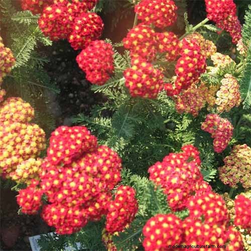Long-Lasting Perennials: 17 Best Choices for Year-Round Beauty