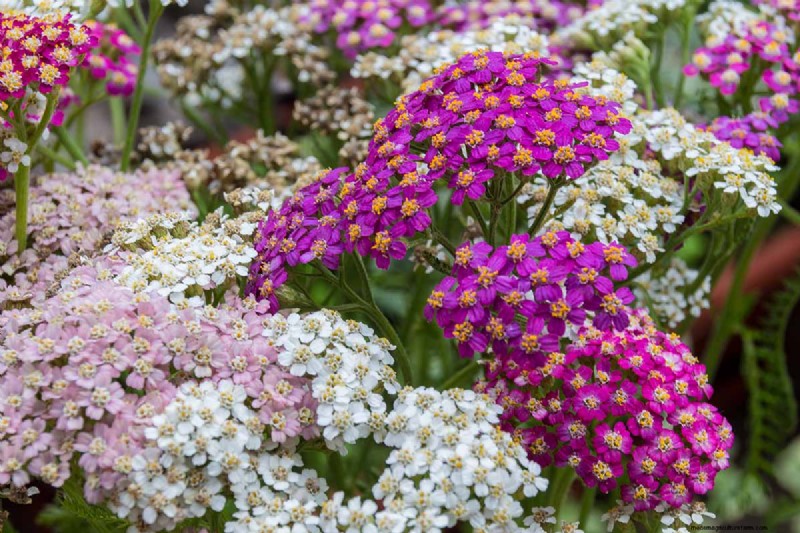 Long-Lasting Perennials: 17 Best Choices for Year-Round Beauty