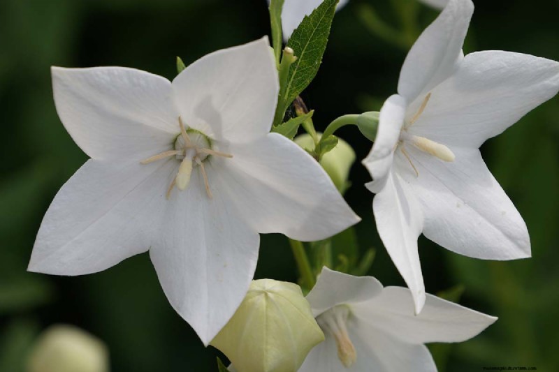 Long-Lasting Perennials: 17 Best Choices for Year-Round Beauty
