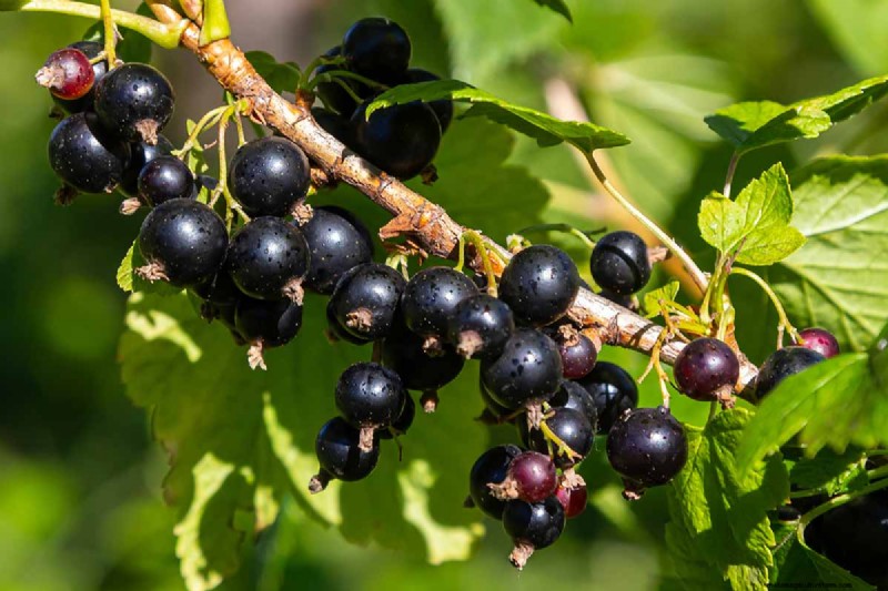 Black Currant Growing Guide: Planting, Care & Harvesting