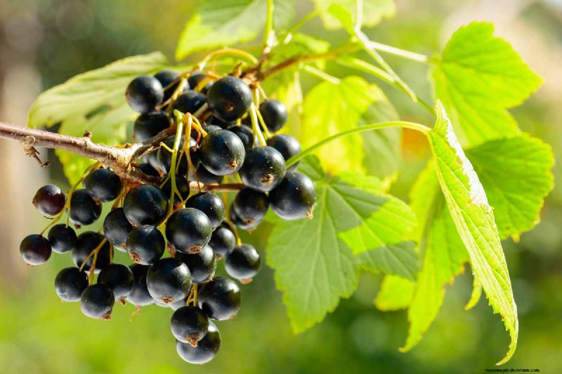 Black Currant Growing Guide: Planting, Care & Harvesting