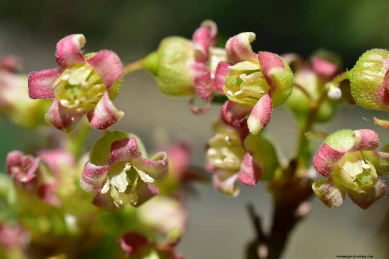 Black Currant Growing Guide: Planting, Care & Harvesting