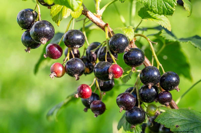 Black Currant Growing Guide: Planting, Care & Harvesting