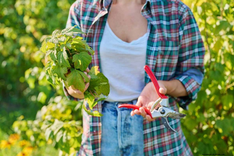 Black Currant Growing Guide: Planting, Care & Harvesting