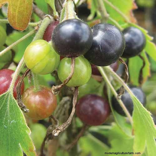 Black Currant Growing Guide: Planting, Care & Harvesting