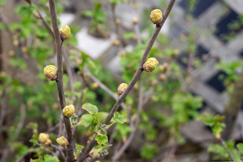 Black Currant Growing Guide: Planting, Care & Harvesting