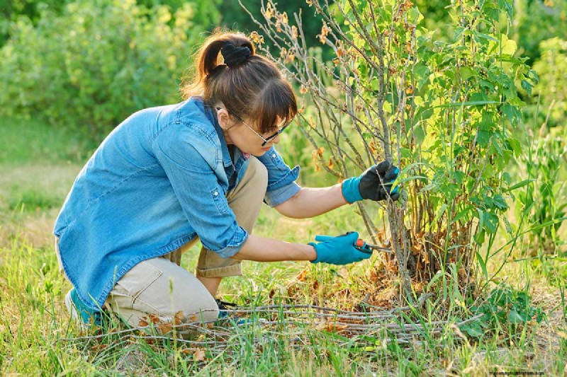 Black Currant Growing Guide: Planting, Care & Harvesting