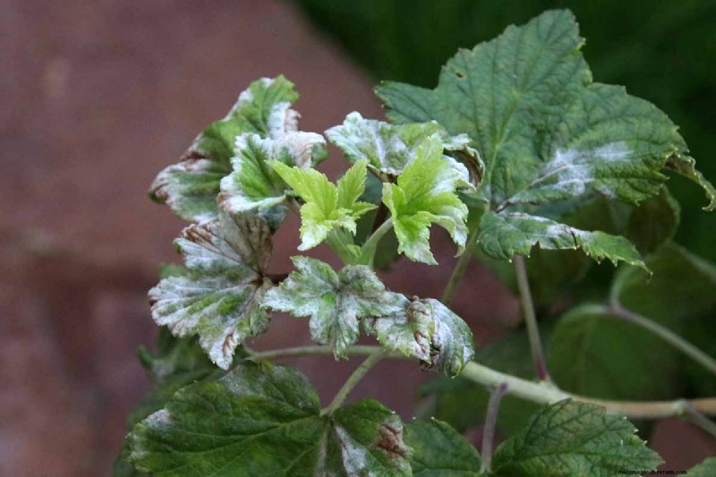 Black Currant Growing Guide: Planting, Care & Harvesting