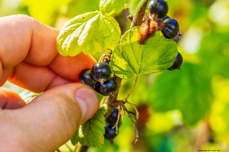 Black Currant Growing Guide: Planting, Care & Harvesting