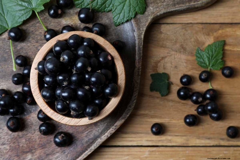 Black Currant Growing Guide: Planting, Care & Harvesting