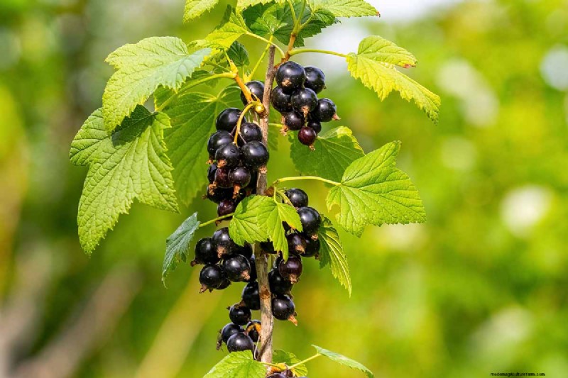 Black Currant Growing Guide: Planting, Care & Harvesting