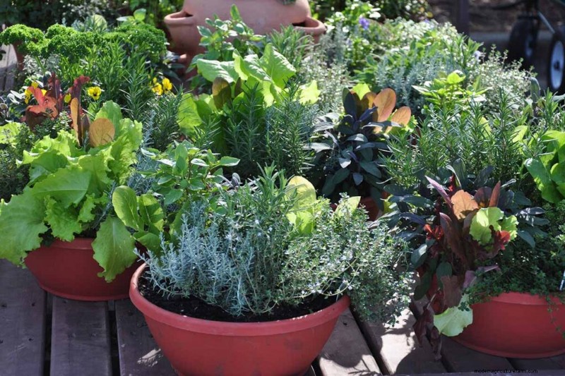 Container Gardening: Grow Fresh Vegetables Anywhere