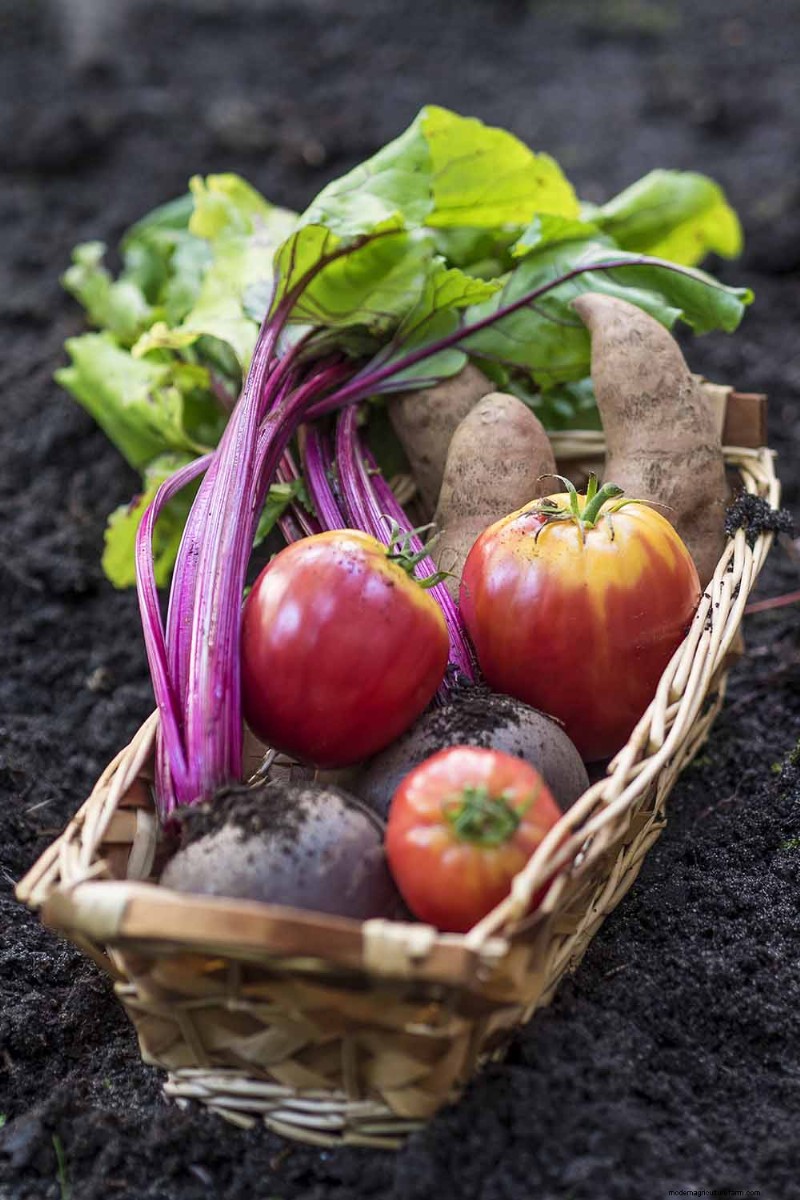 Container Gardening: Grow Fresh Vegetables Anywhere