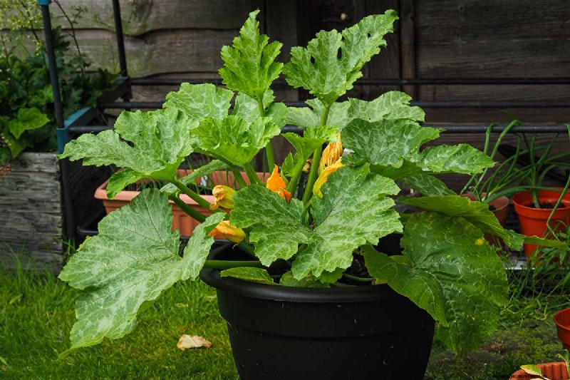 Container Gardening: Grow Fresh Vegetables Anywhere
