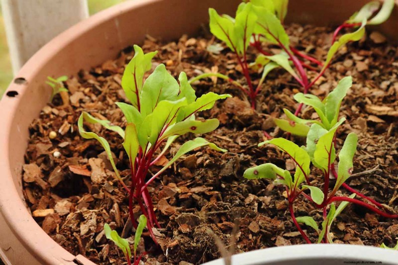 Container Gardening: Grow Fresh Vegetables Anywhere