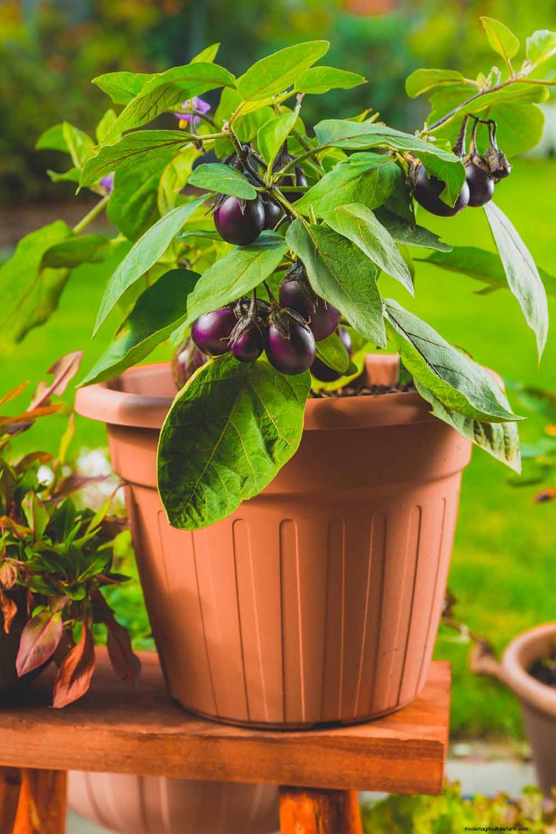 Container Gardening: Grow Fresh Vegetables Anywhere