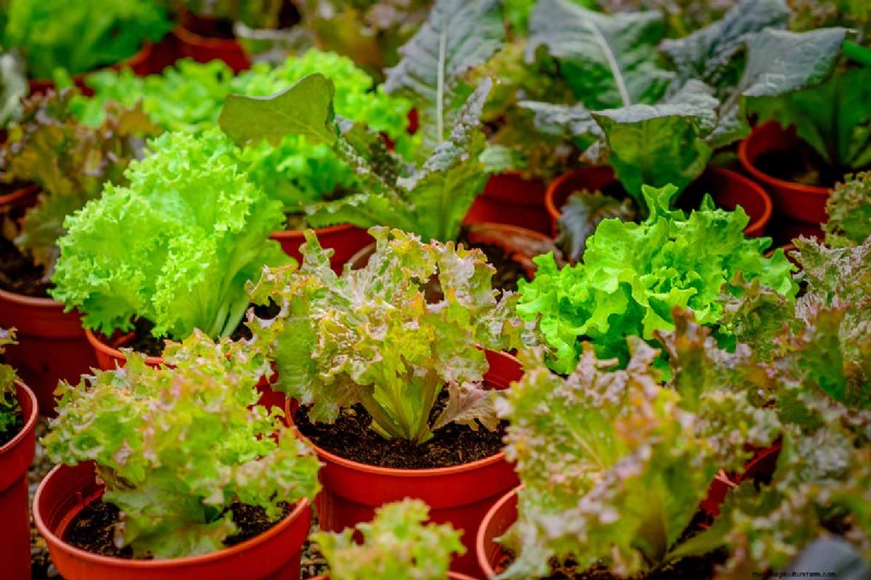 Container Gardening: Grow Fresh Vegetables Anywhere