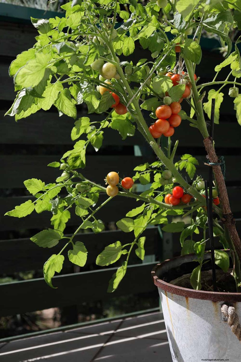 Container Gardening: Grow Fresh Vegetables Anywhere