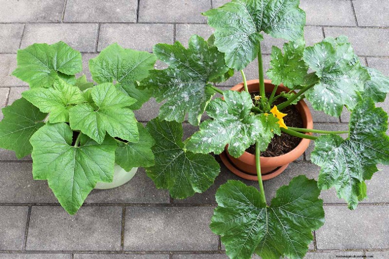 Container Gardening: Grow Fresh Vegetables Anywhere