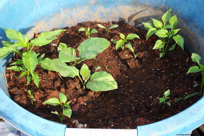 Container Gardening: Grow Fresh Vegetables Anywhere
