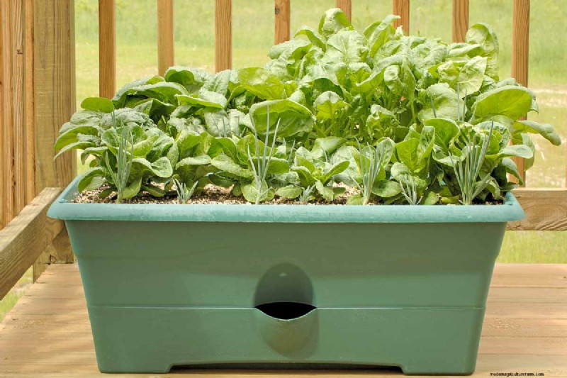 Container Gardening: Grow Fresh Vegetables Anywhere