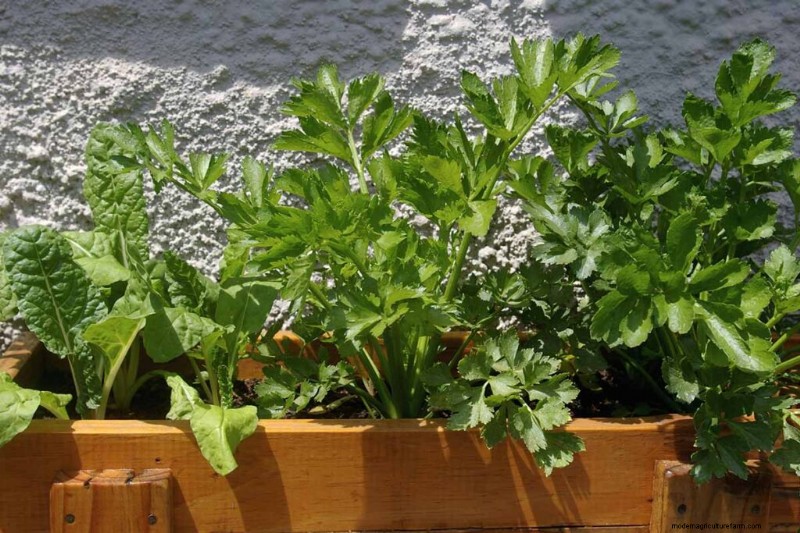 Container Gardening: Grow Fresh Vegetables Anywhere