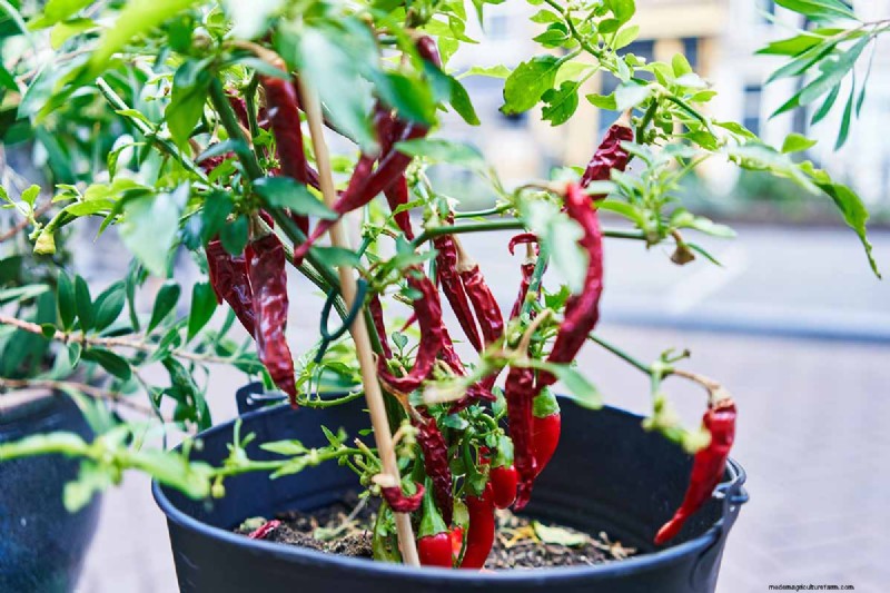 Container Gardening: Grow Fresh Vegetables Anywhere