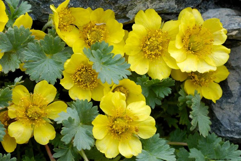 Creeping Avens (Geum reptans): Growing & Care Guide