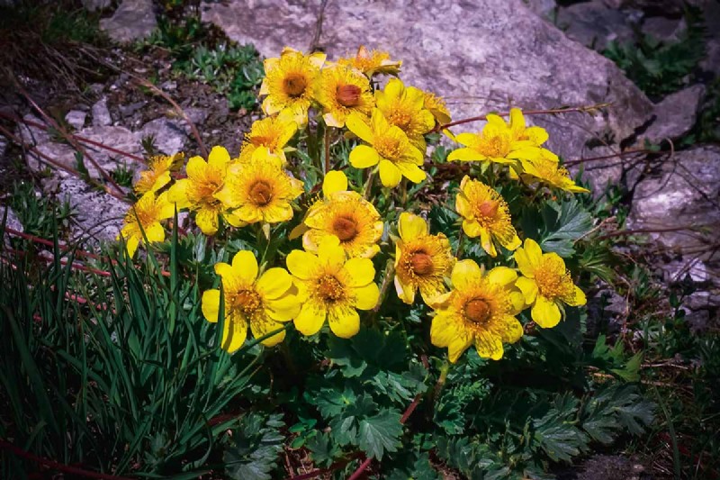 Creeping Avens (Geum reptans): Growing & Care Guide