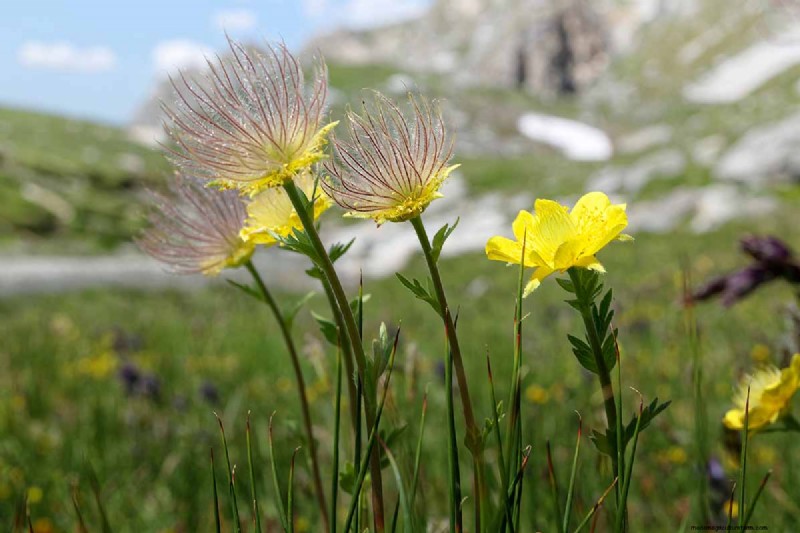 Creeping Avens (Geum reptans): Growing & Care Guide