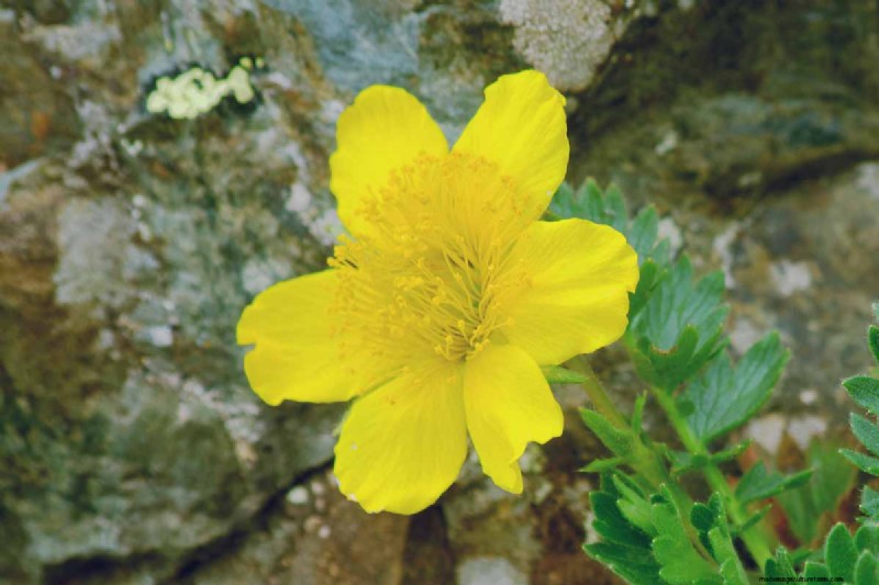 Creeping Avens (Geum reptans): Growing & Care Guide