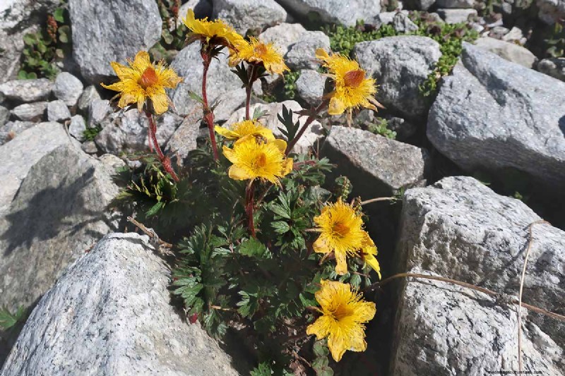 Creeping Avens (Geum reptans): Growing & Care Guide