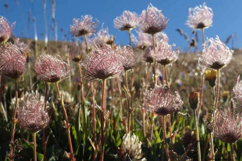 Creeping Avens (Geum reptans): Growing & Care Guide