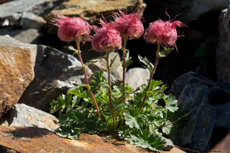 Creeping Avens (Geum reptans): Growing & Care Guide